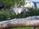 FZ033297 Goat on campsite.jpg